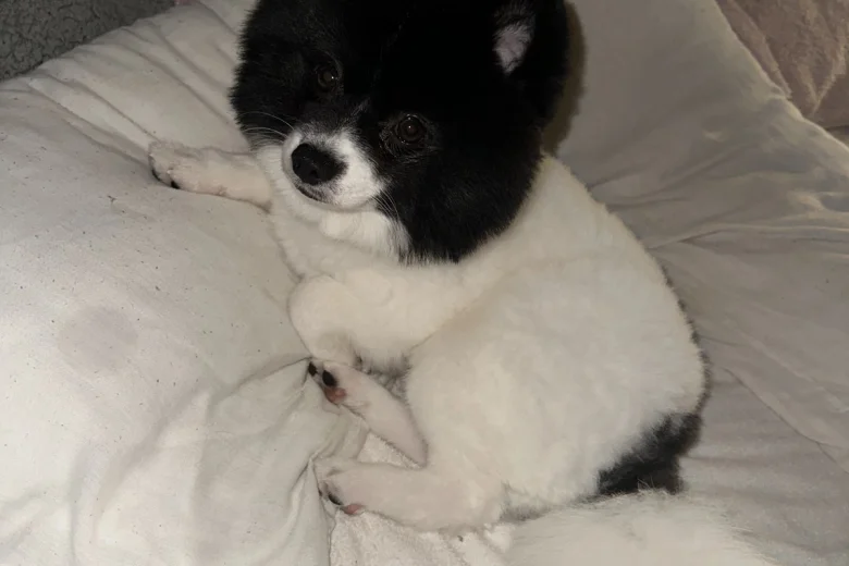 Pomeranian
