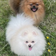 Pomeranian