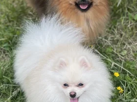 Pomeranian