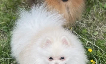 Pomeranian