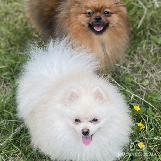 Pomeranian