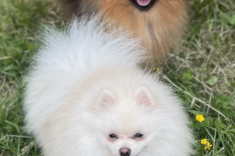 Pomeranian