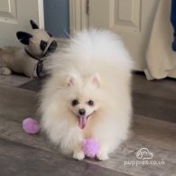 Pomeranian