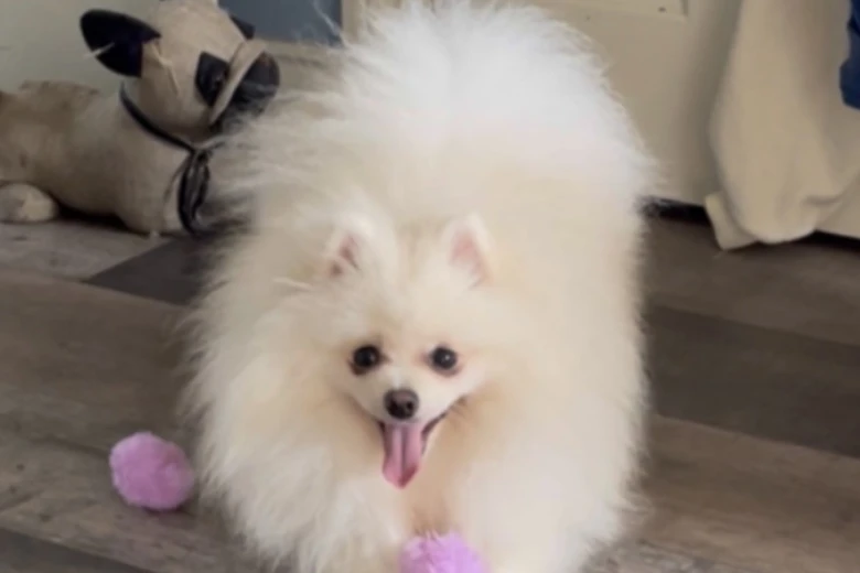 Pomeranian