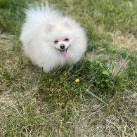 Pomeranian