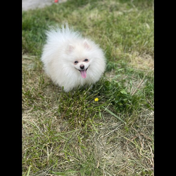 Pomeranian