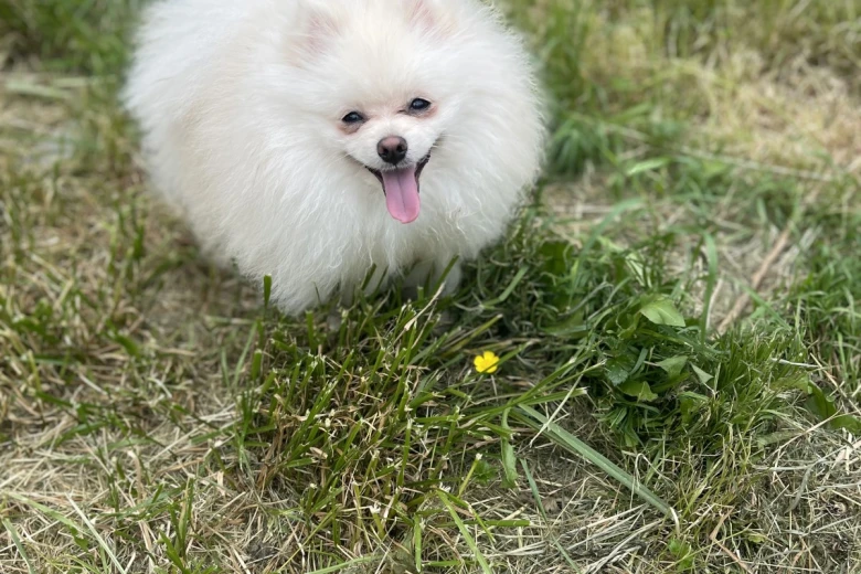 Pomeranian