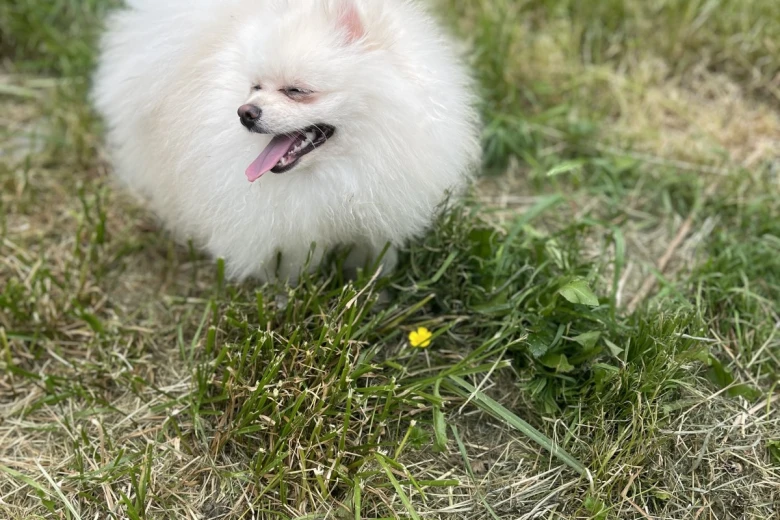 Pomeranian