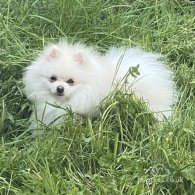 Pomeranian