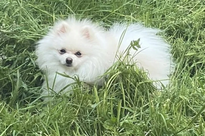 Pomeranian