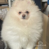 Pomeranian