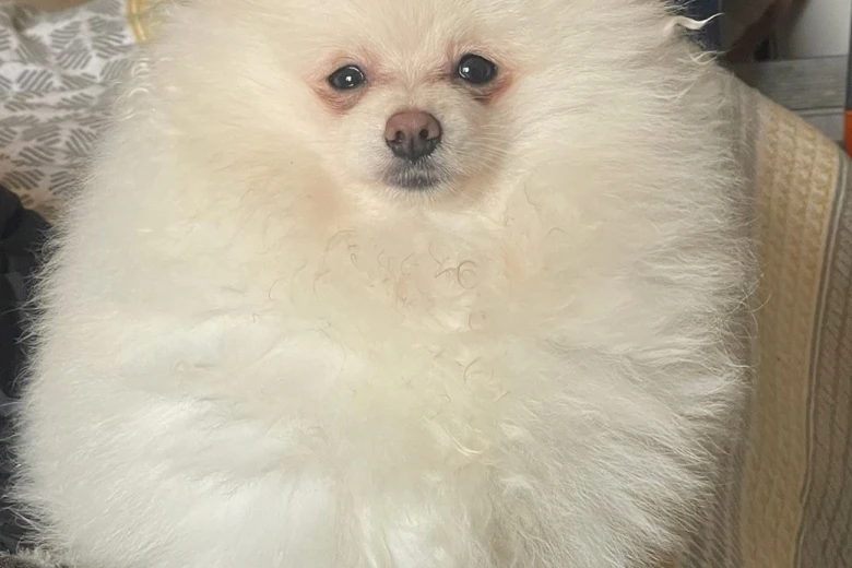 Pomeranian