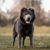 Shar Pei