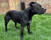 Staffordshire Bull Terrier