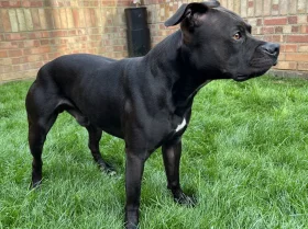 Staffordshire Bull Terrier