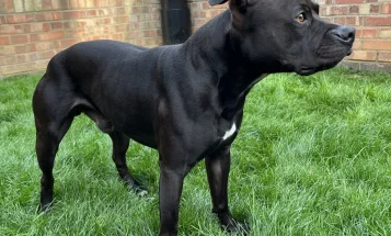 Staffordshire Bull Terrier