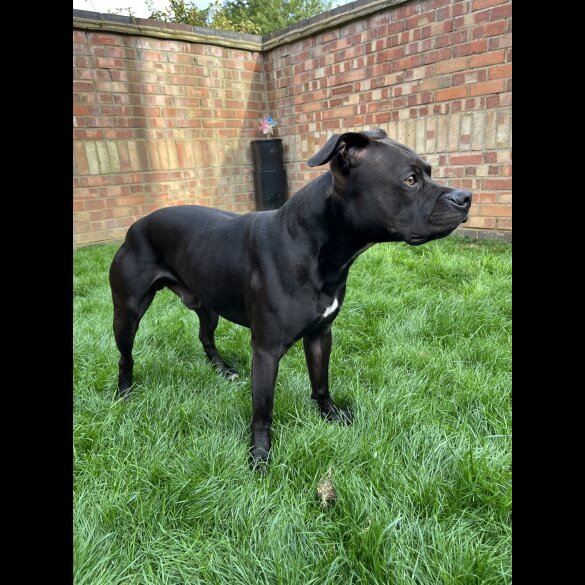 Staffordshire Bull Terrier