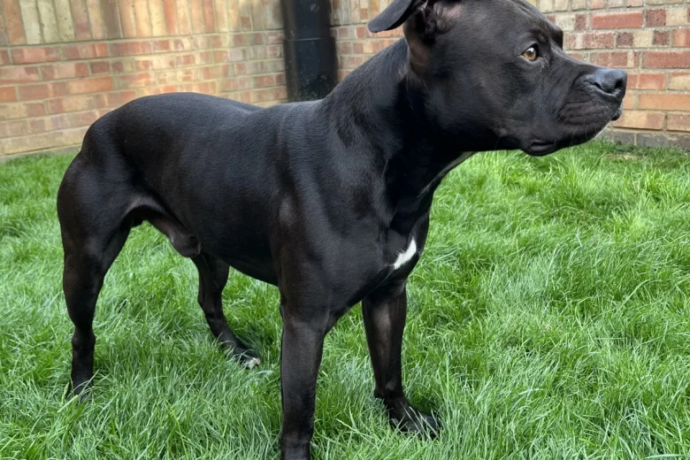 Staffordshire Bull Terrier