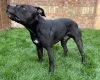 Staffordshire Bull Terrier