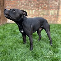 Staffordshire Bull Terrier