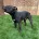 Staffordshire Bull Terrier