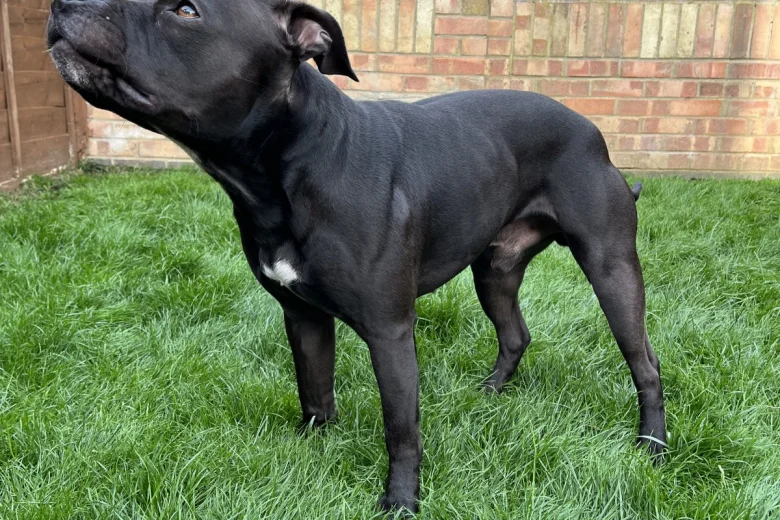 Staffordshire Bull Terrier