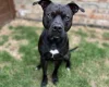 Staffordshire Bull Terrier