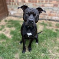 Staffordshire Bull Terrier