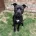 Staffordshire Bull Terrier