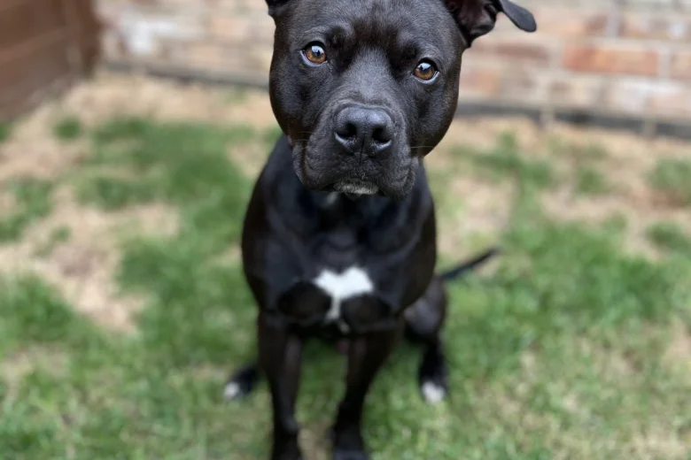 Staffordshire Bull Terrier