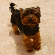 Yorkshire Terrier - Dogs