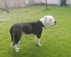 American Bulldog
