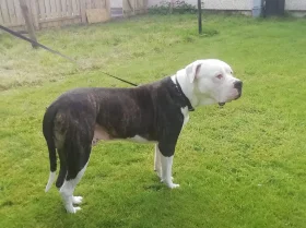 American Bulldog