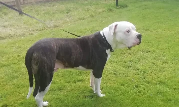American Bulldog