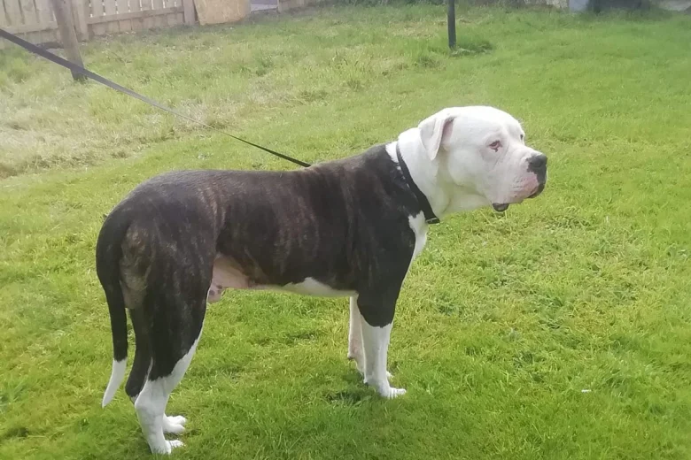 American Bulldog