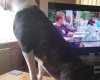 American Bulldog