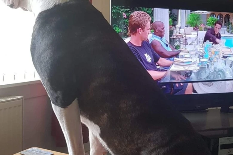 American Bulldog