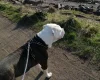 American Bulldog