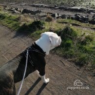 American Bulldog