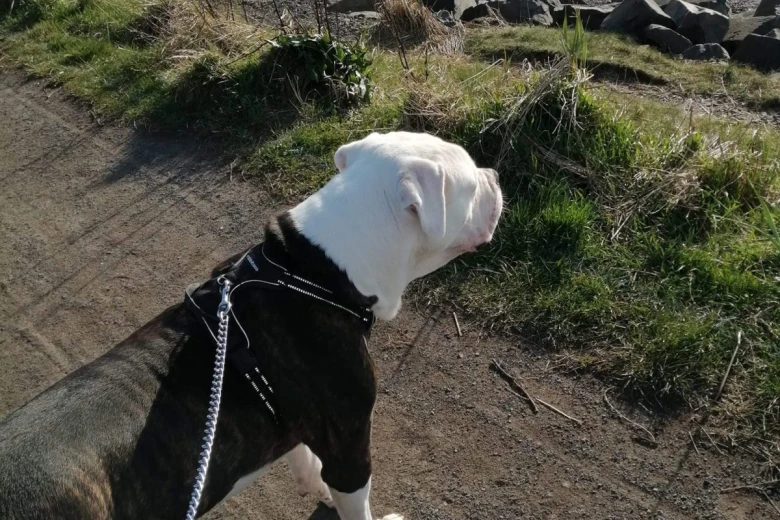 American Bulldog