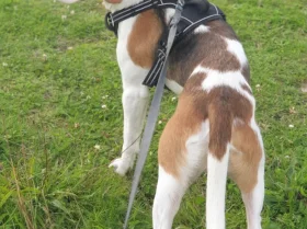Beagle