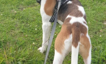 Beagle