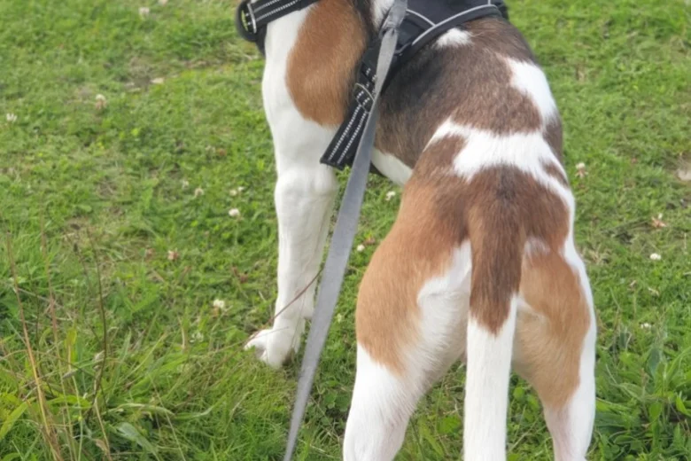 Beagle