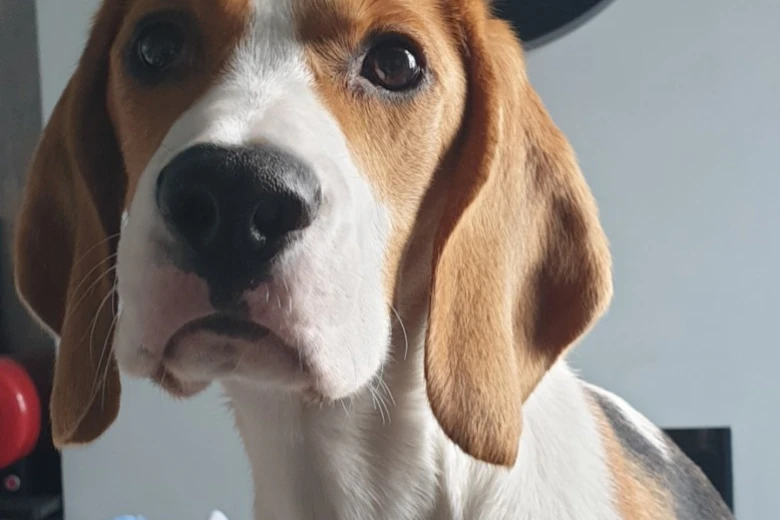 Beagle