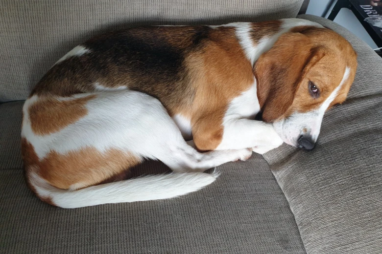 Beagle