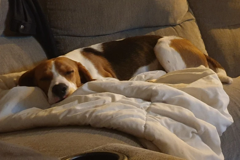 Beagle