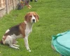 Beagle