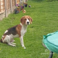 Beagle