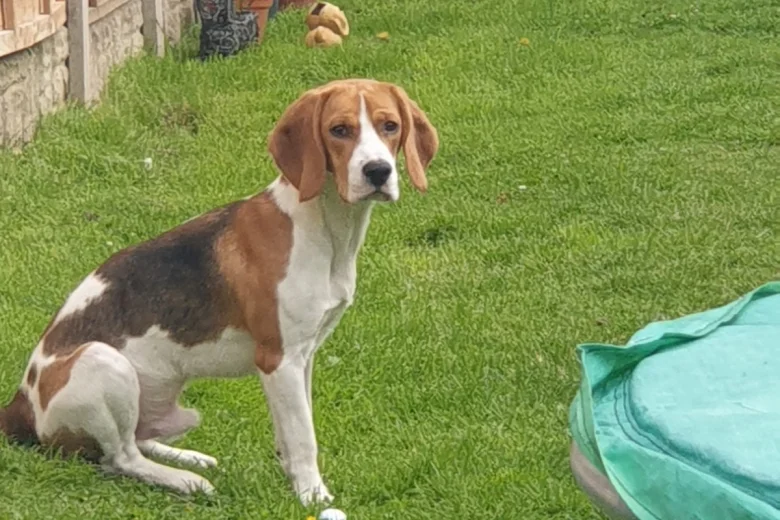 Beagle