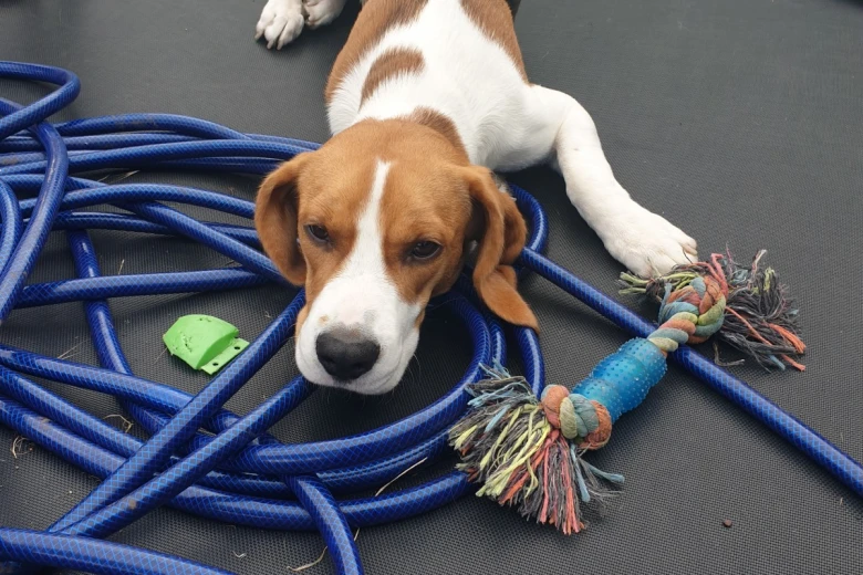Beagle